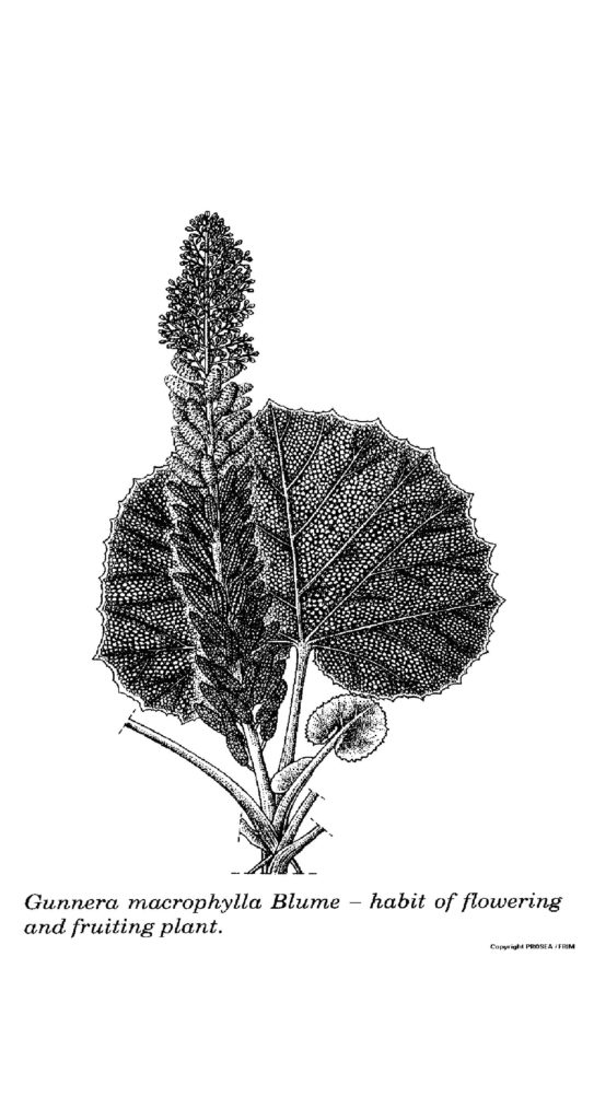 G.macrophylla