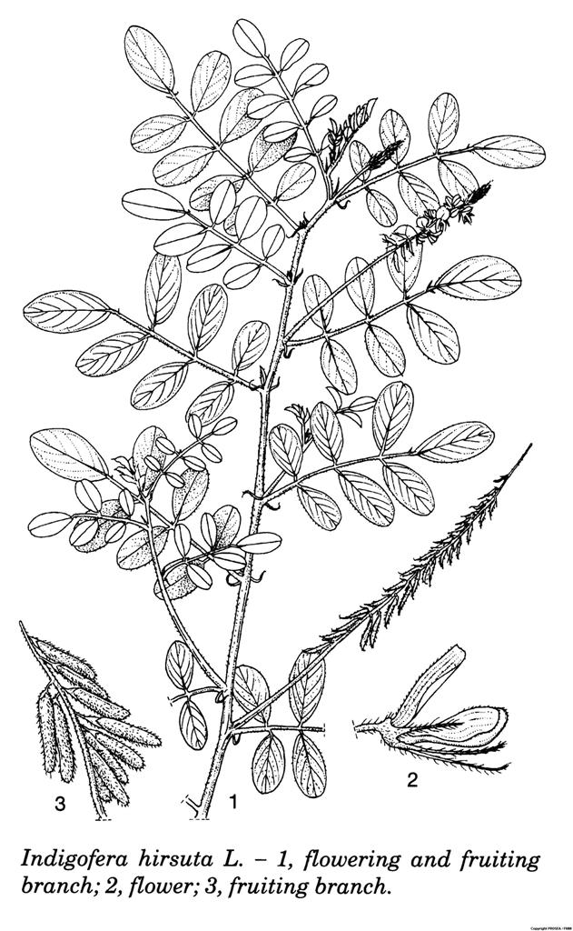 Indigofera_hirsuta