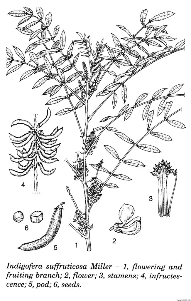 Indigofera_suffruticosa