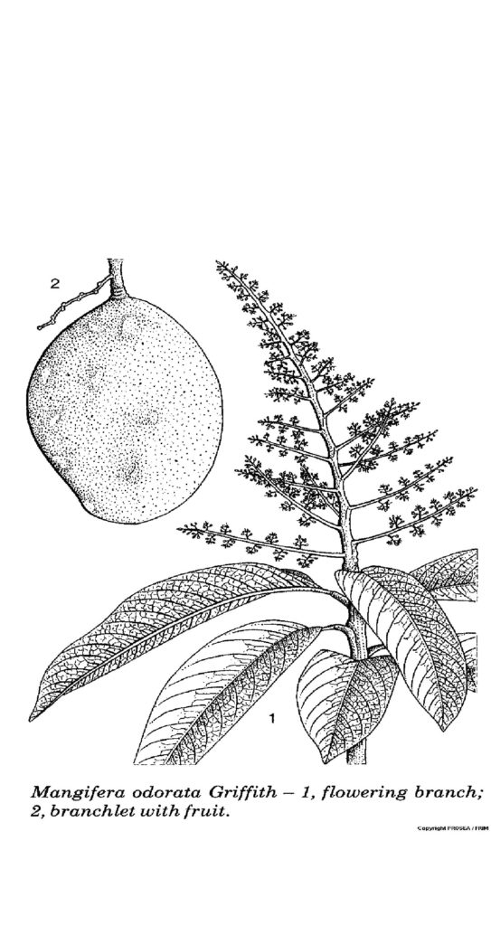 M._odorata