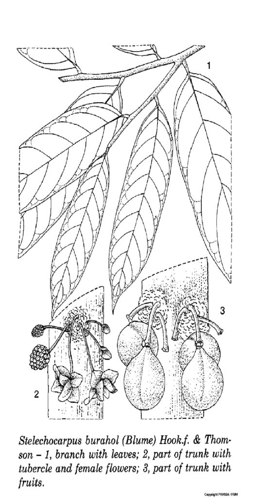 Stelechocarpus_burahol