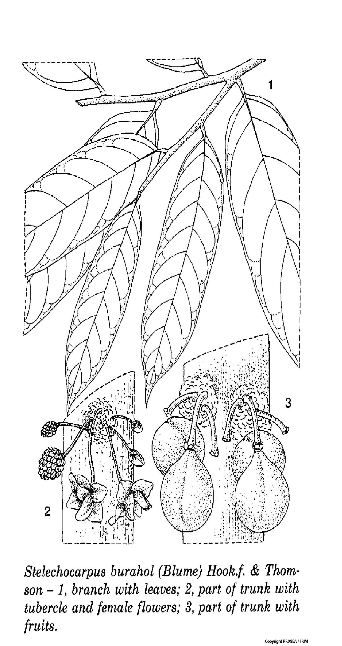 Stelechocarpus_burahol