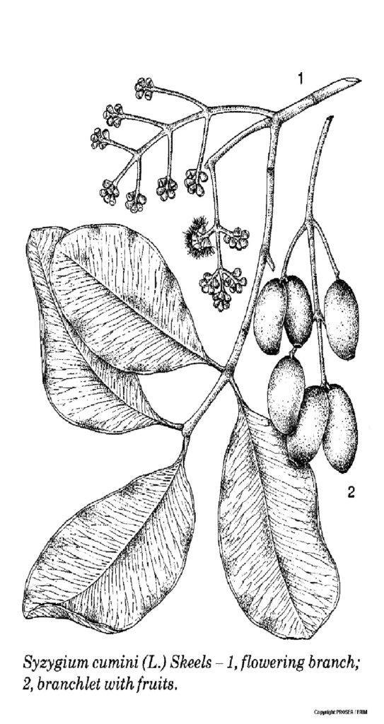 Syzygium_cum