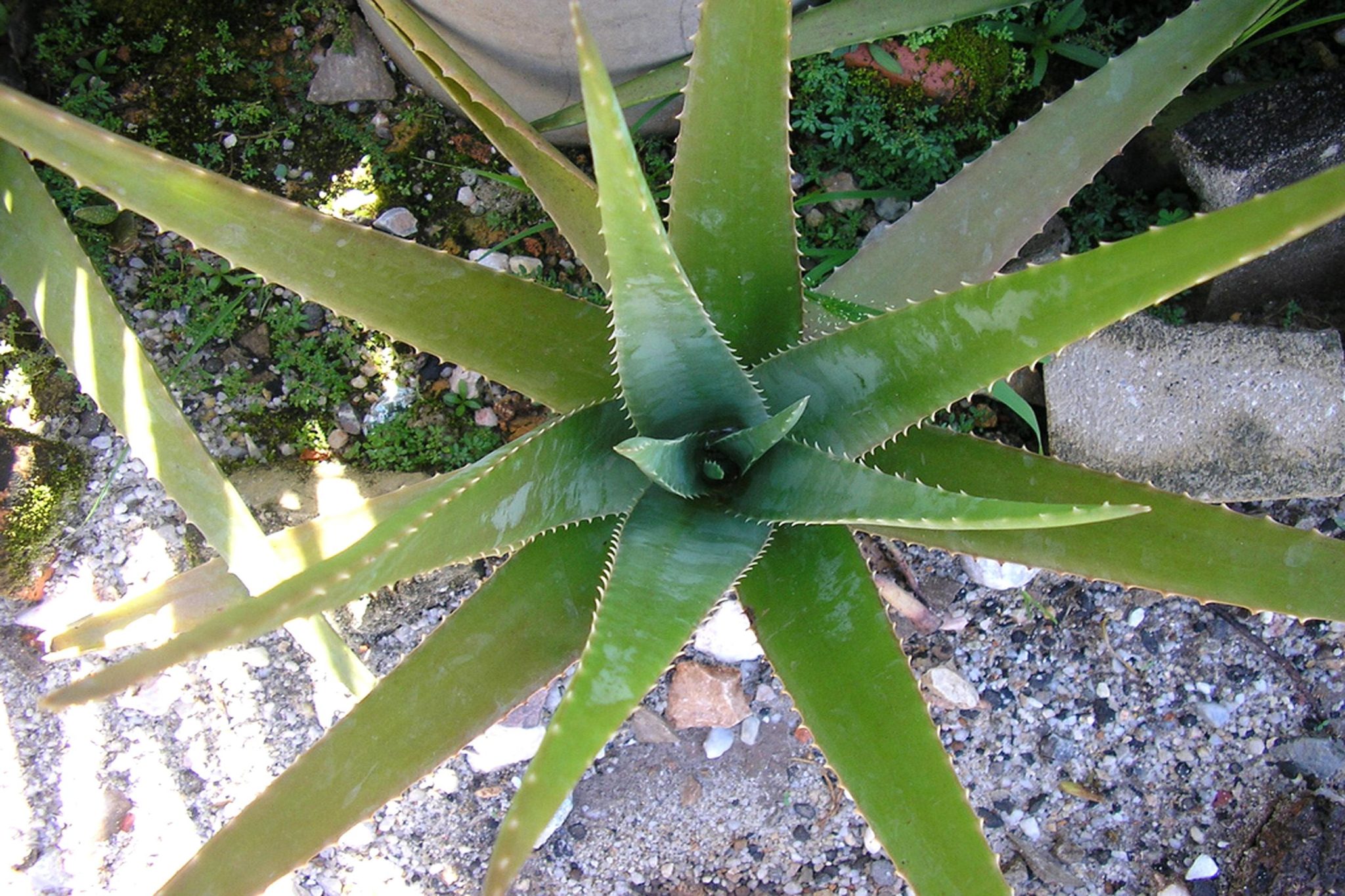 Photo of fruit Aloe vera GlobinMed