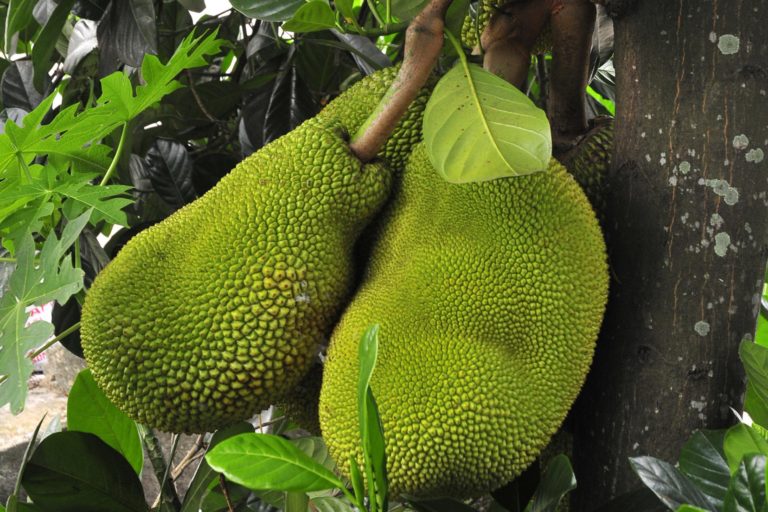 Photo of fruit Artocarpus heterophyllus GlobinMed
