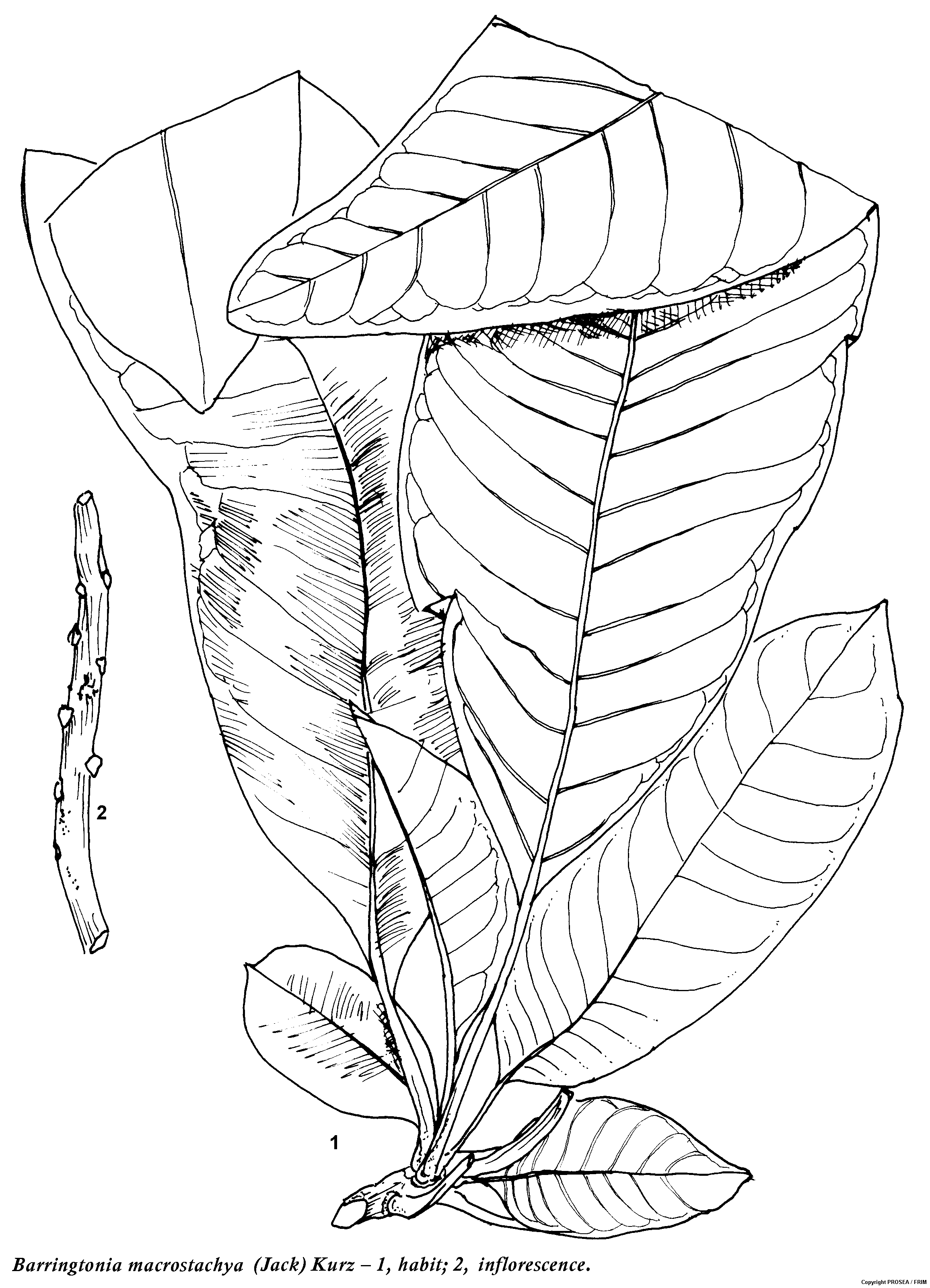 Barringtonia macrostachya (Jack) Kurz - GlobinMed