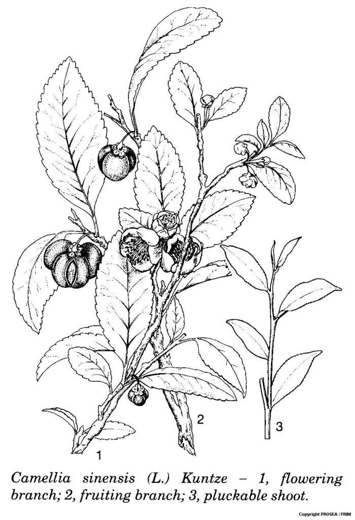 Camellia_sinensis