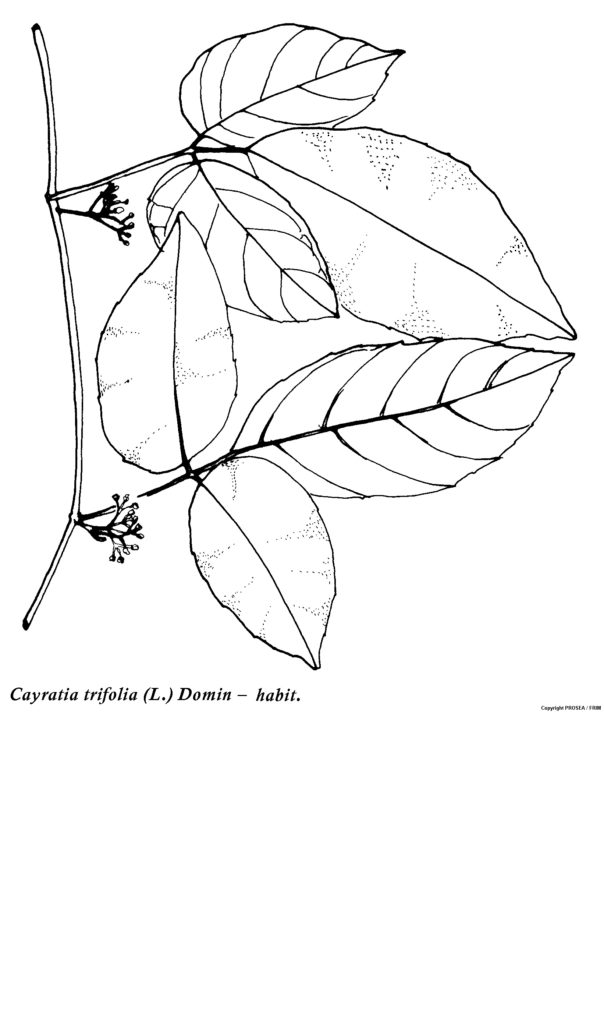 Cayratia_trifolia