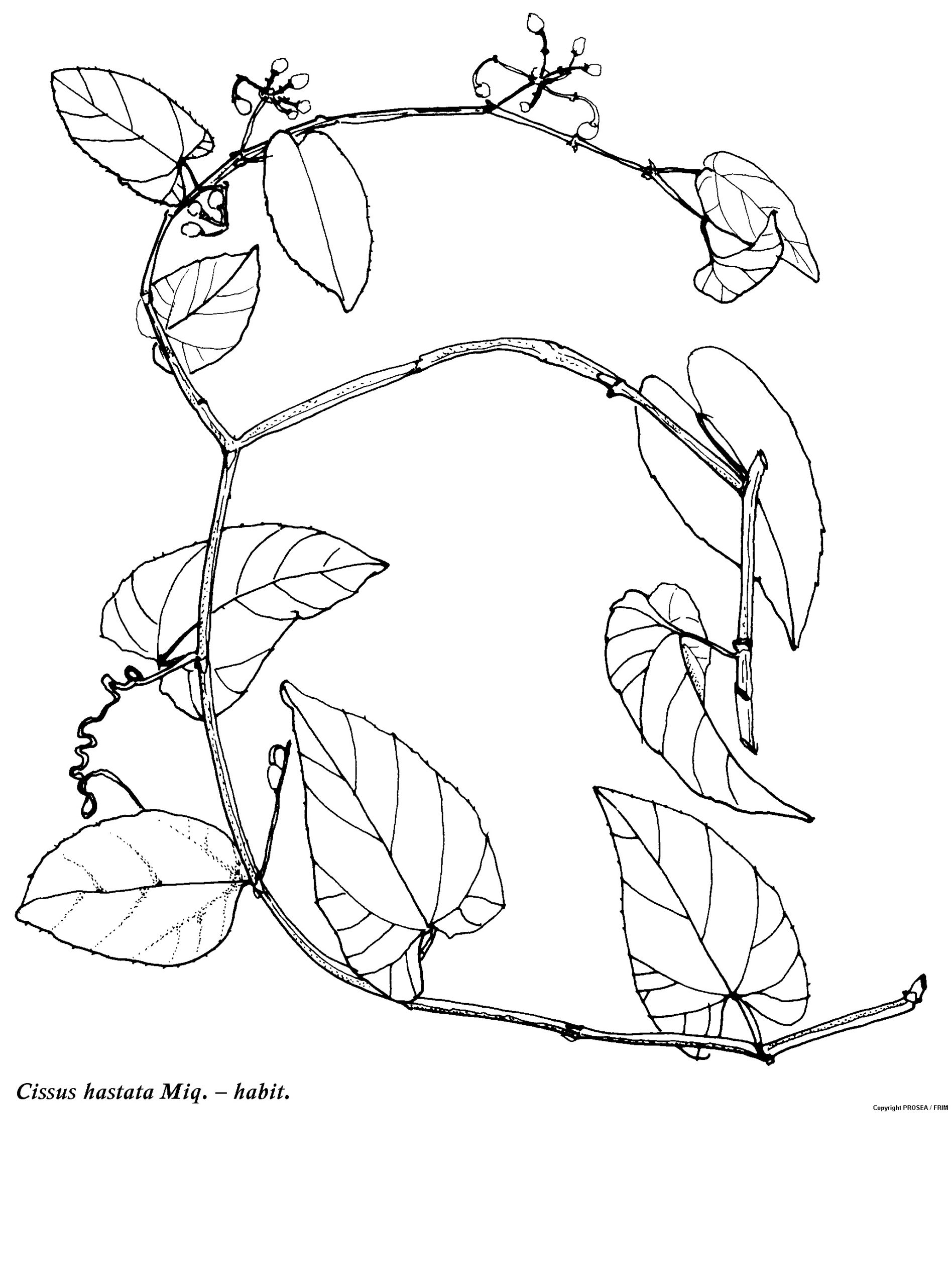 Cissus_hastata