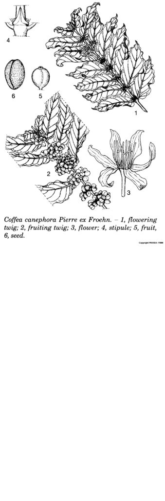 Coffea_canephora