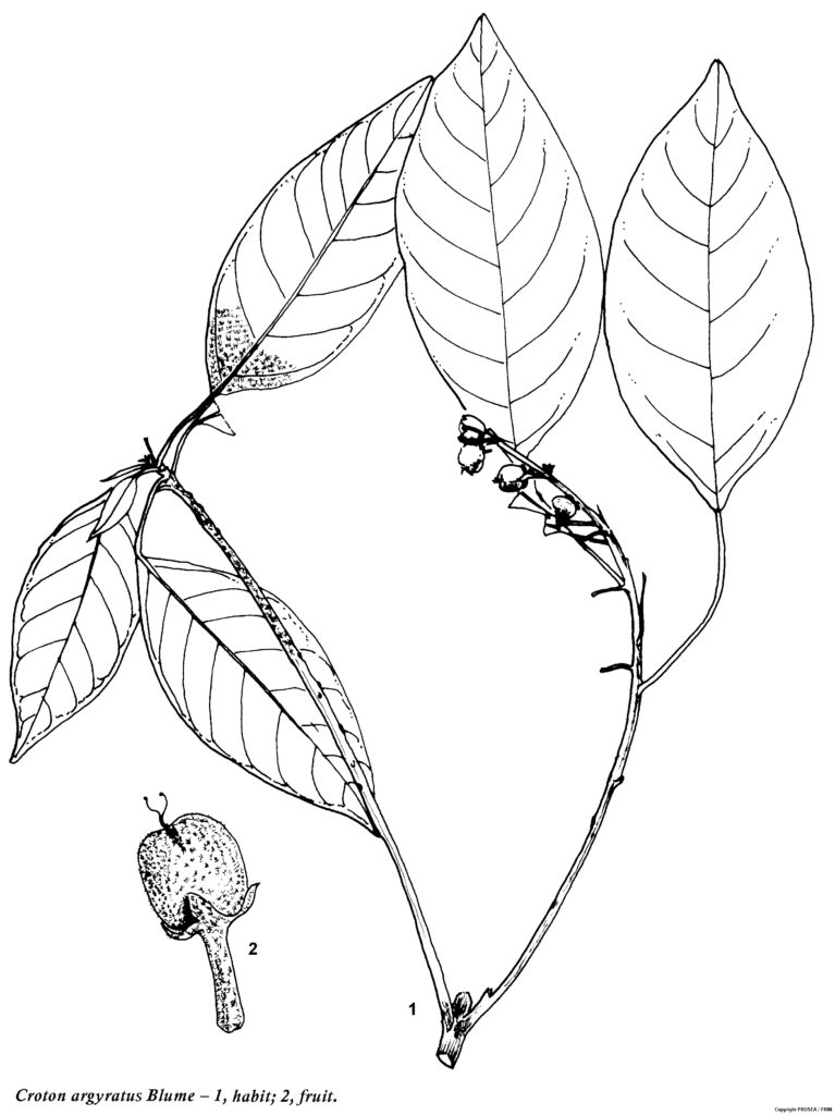 Croton_argyratus_Blume