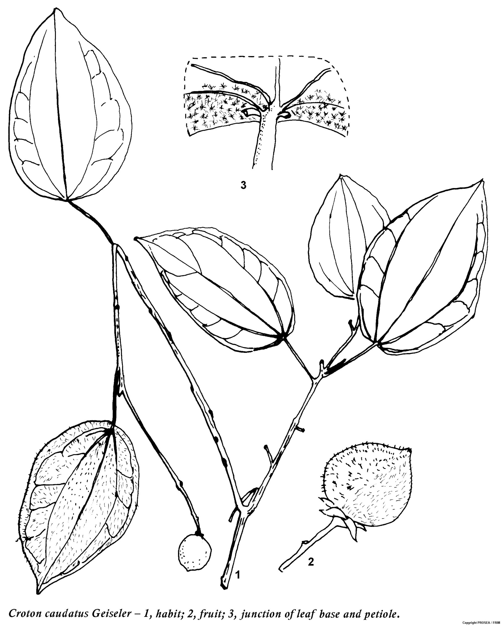 Croton_caudatus