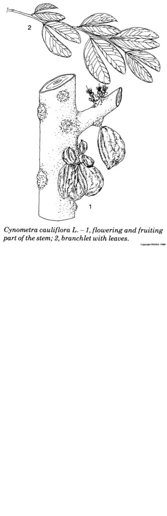 Cynometra_cauliflora