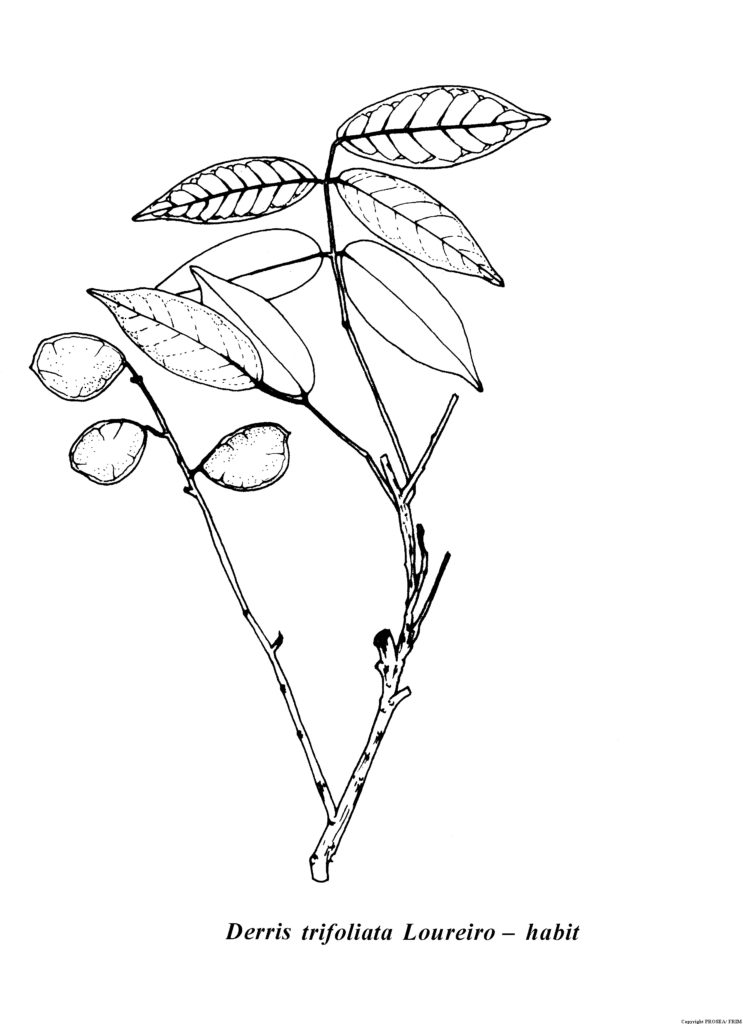 Derris_trifoliata