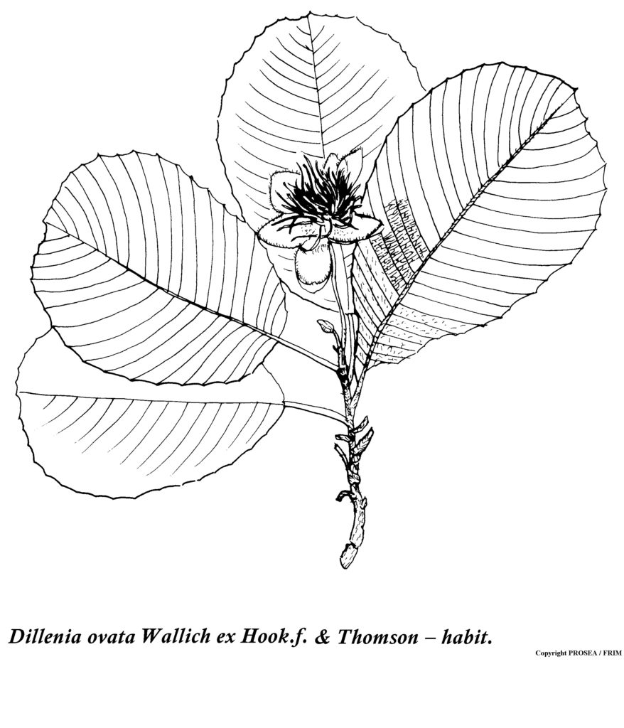 Dillenia_ovata