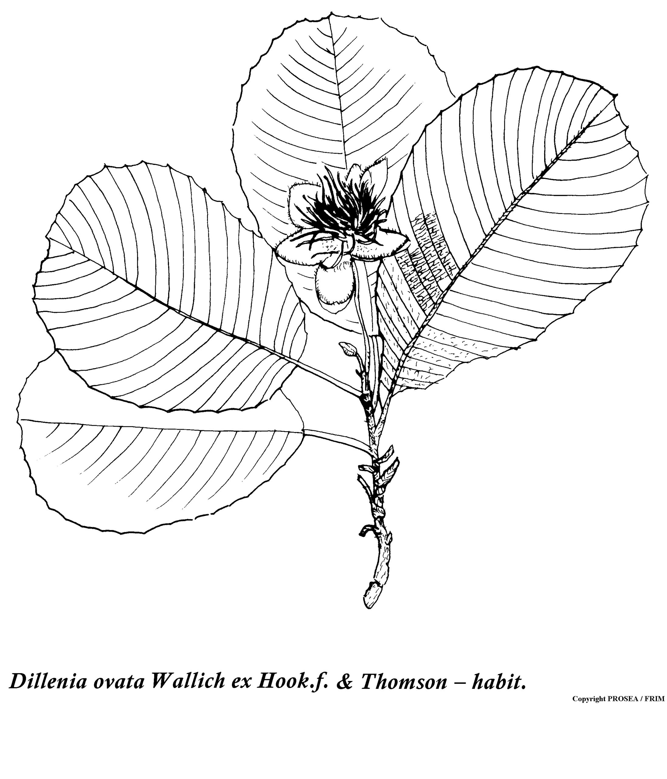 Dillenia_ovata