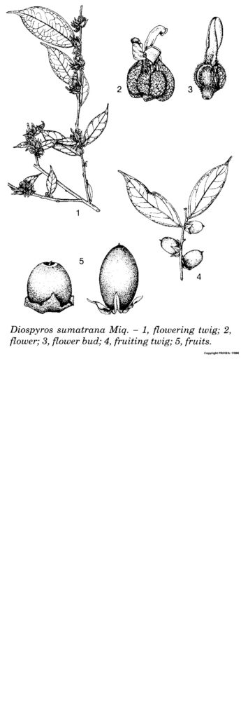 Diospyros_sumatrana