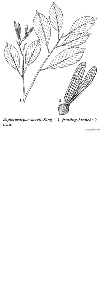 Dipterocarpus_kerrii