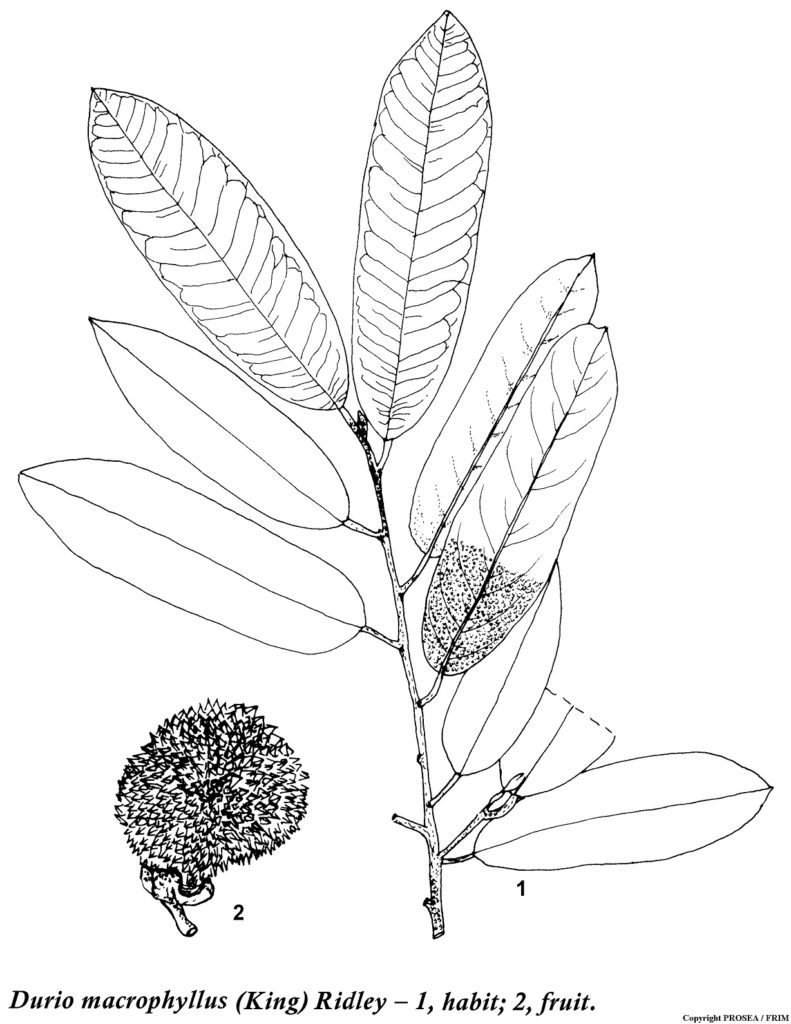 Durio_macrophyllus