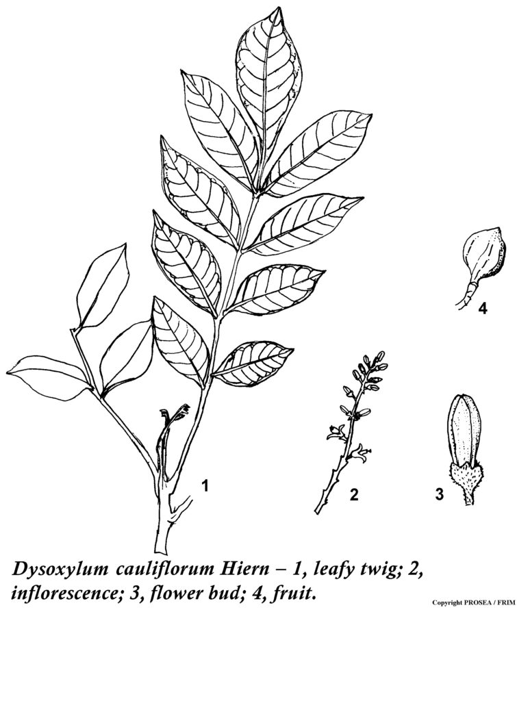 Dysoxylum_cauliflorum_Hiern