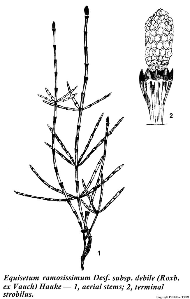 Equisetum_ramosissimum