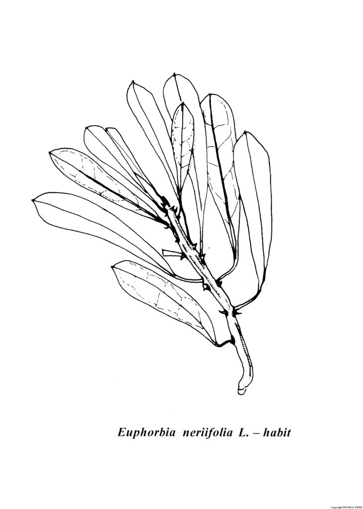 Euphorbia_neriifolia