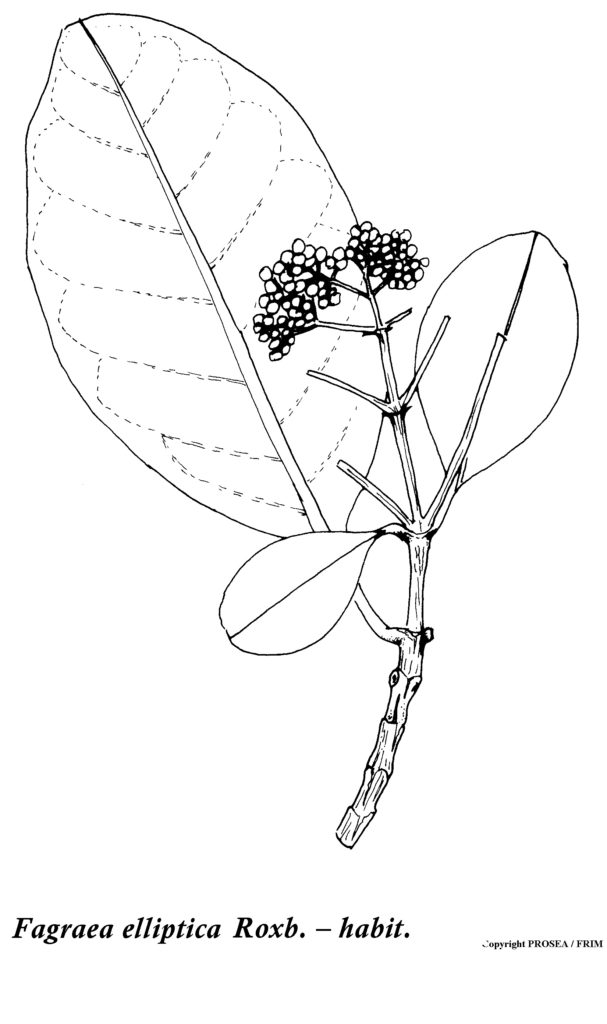 Fagraea_elliptica