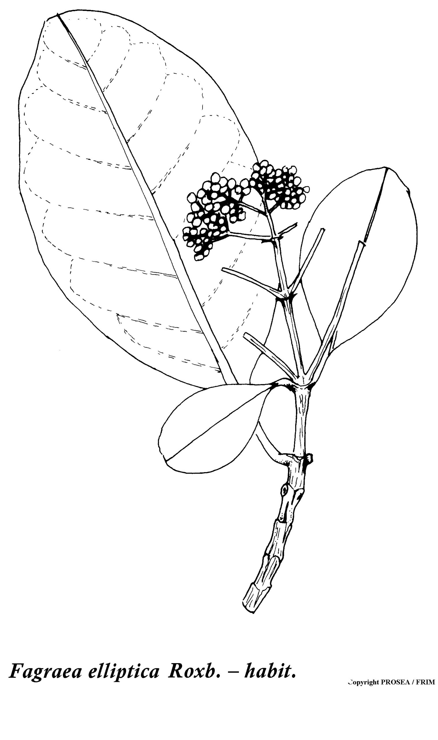 Fagraea_elliptica