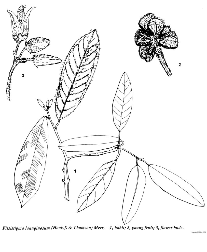 Fissistigma_lanuginosum