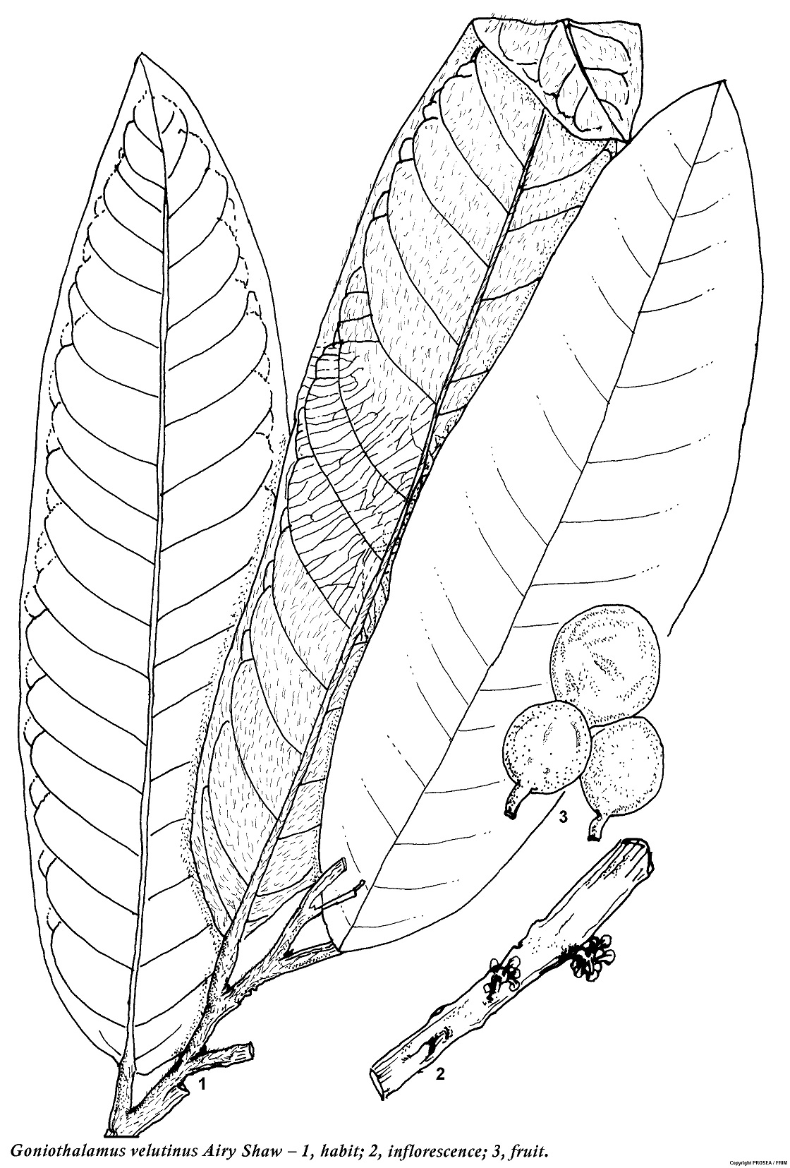 Goniothalamus_velutinus