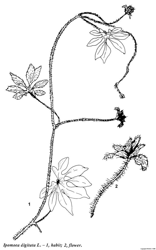 Ipomoea_digitata