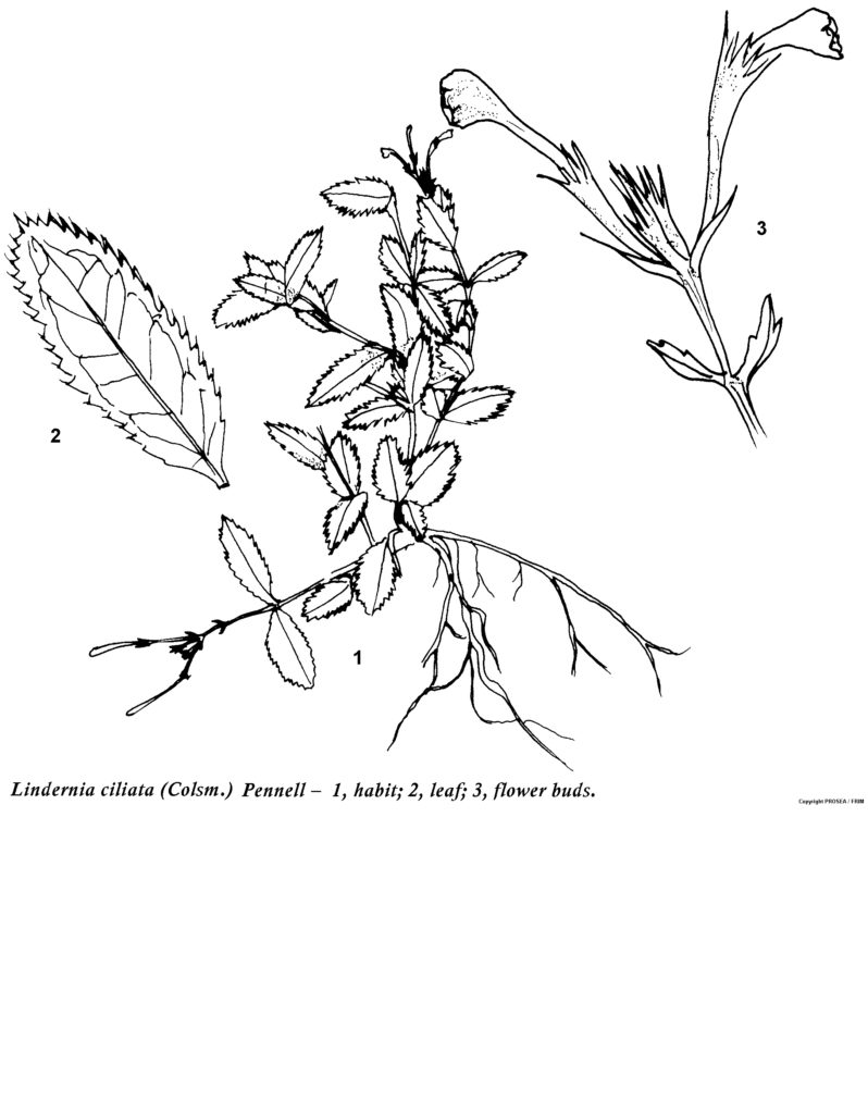 Lindernia_ciliata