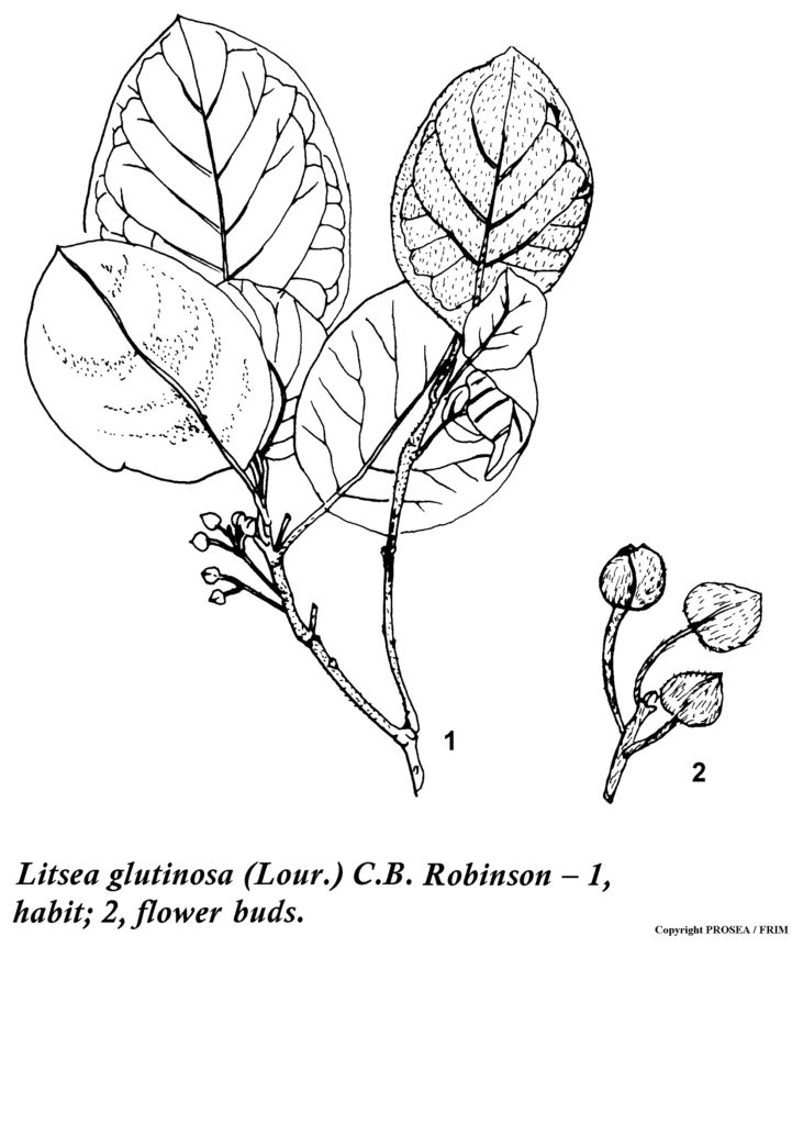 Litsea_glutinosa