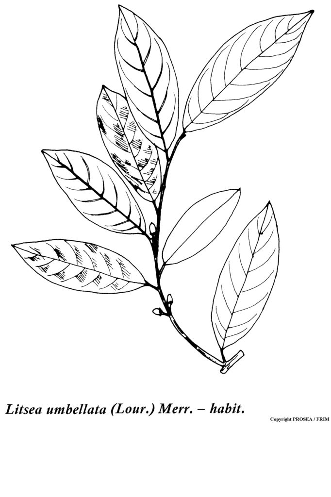 Litsea_umbellata