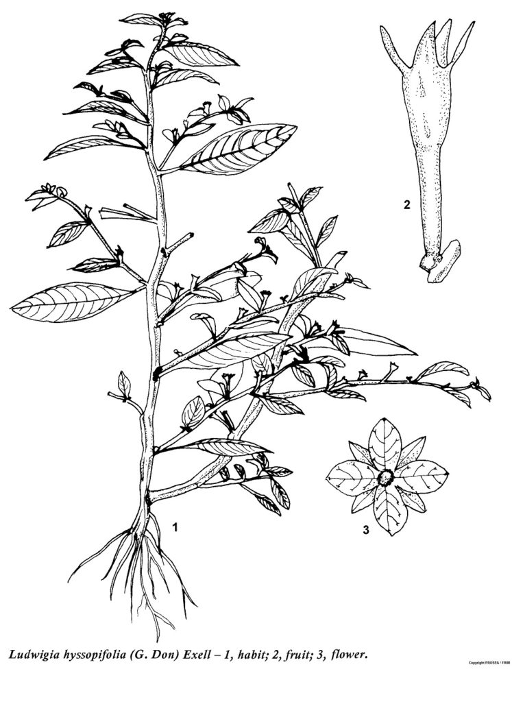 Ludwigia_hyssopifolia