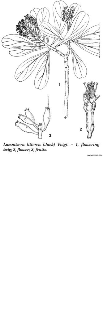 Lumnitzera_littorea