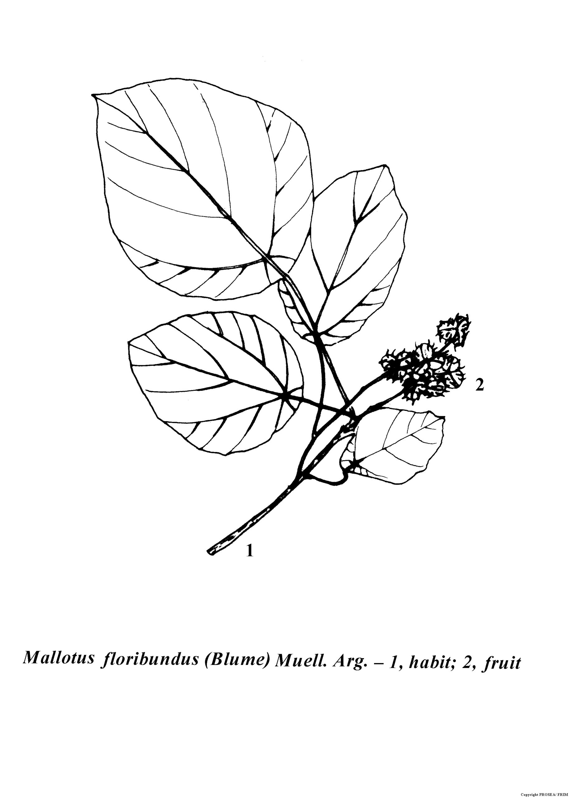 Mallotus_floribundus