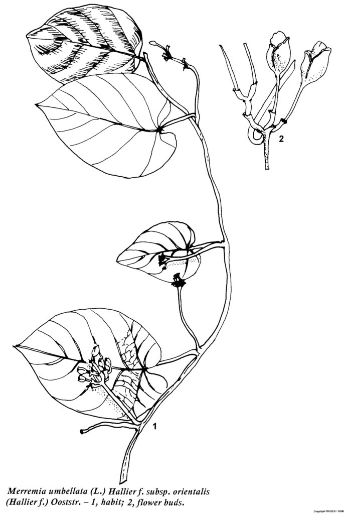 Merremia_umbellata