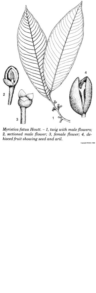 Myristica_fatua