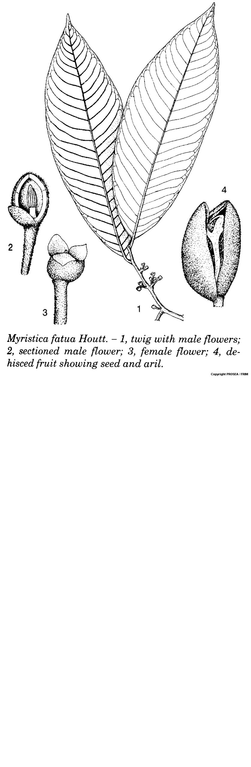 Myristica_fatua