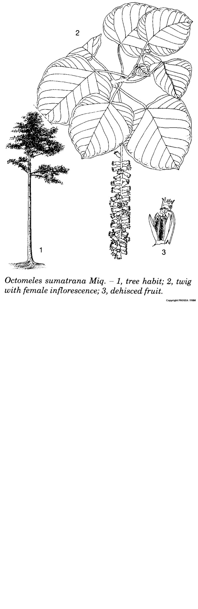 Octomeles_sumatrana