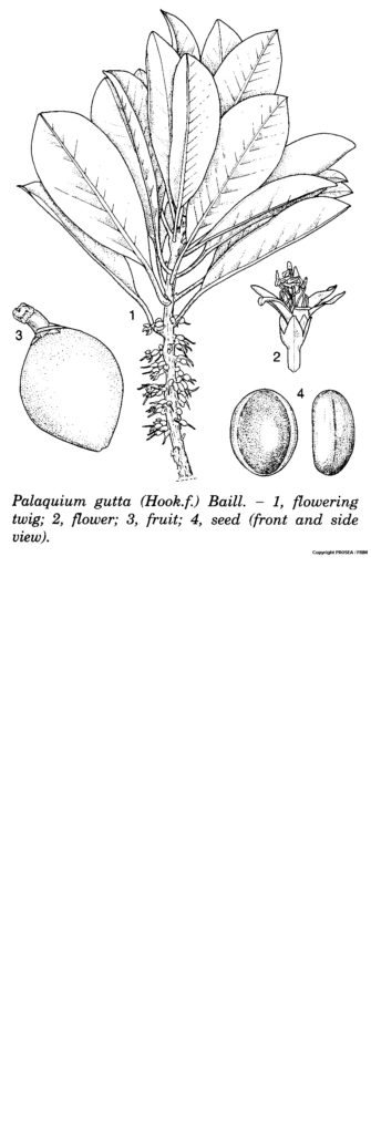 Palaquium_gutta