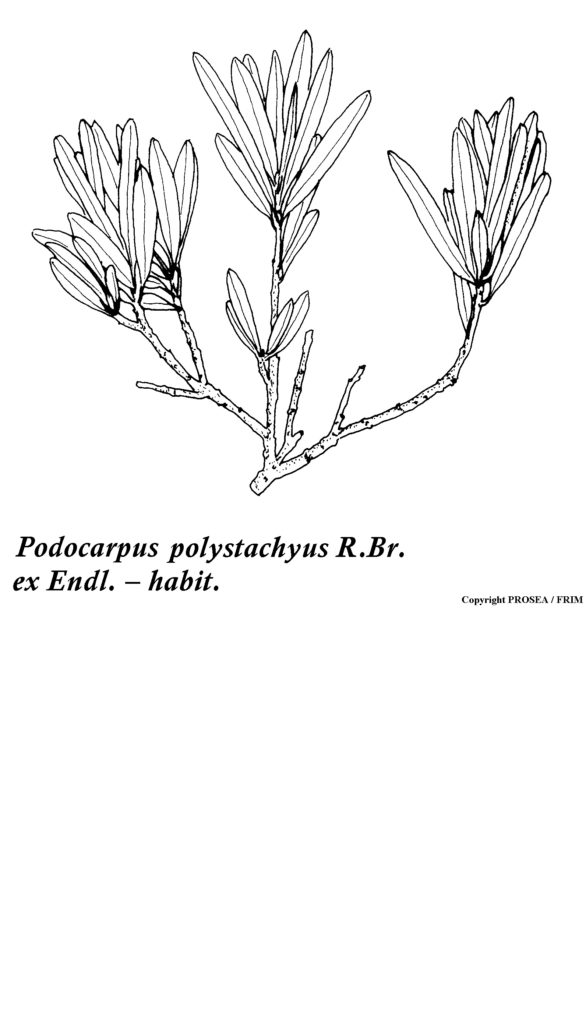 Podocarpus_polystachyus