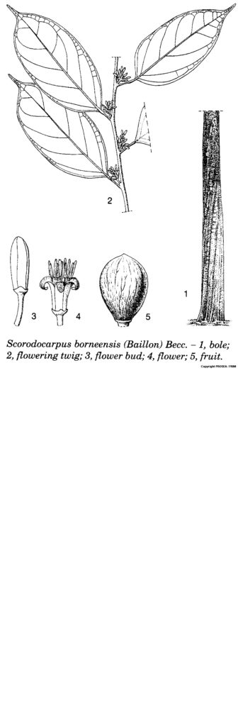 Scorodocarpus_borneensis