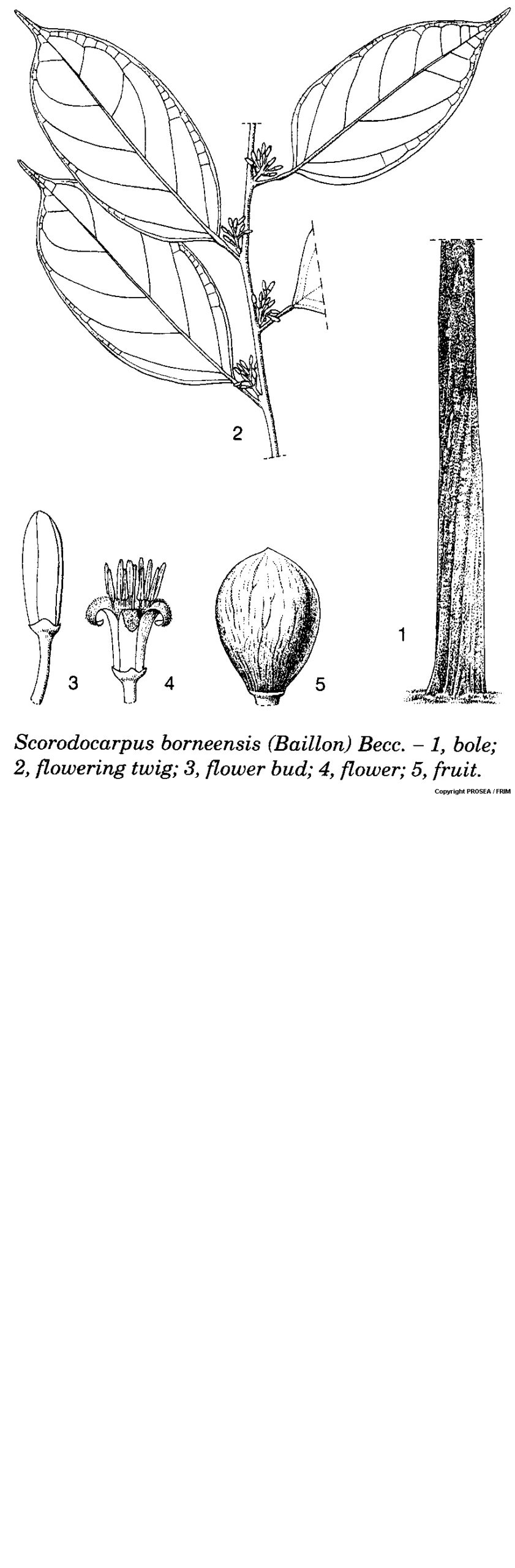 Scorodocarpus_borneensis