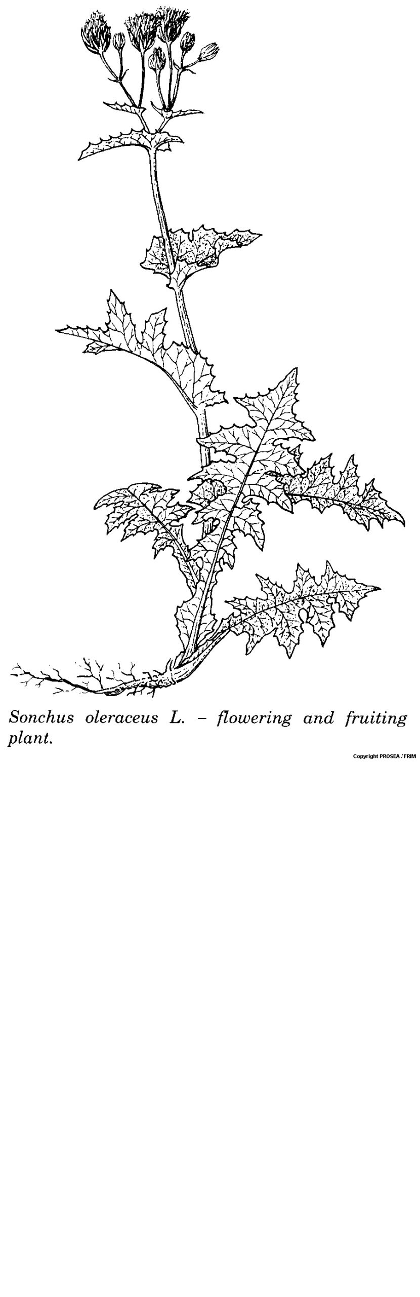 Sonchus_oleraceus