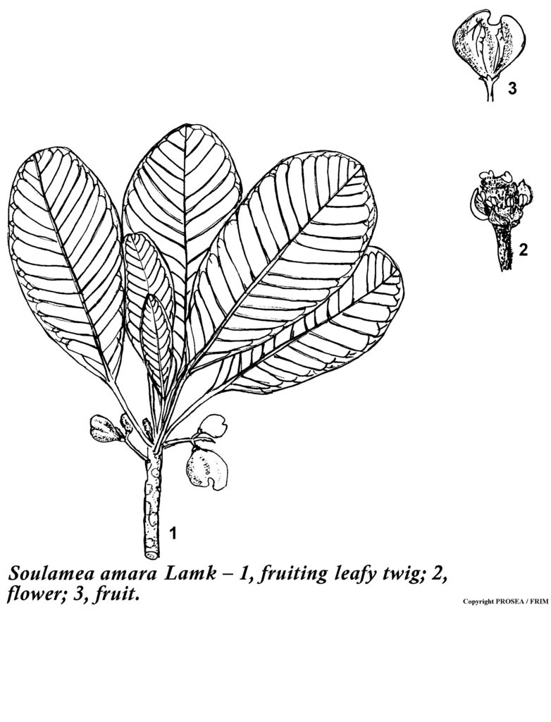 Soulamea_amara