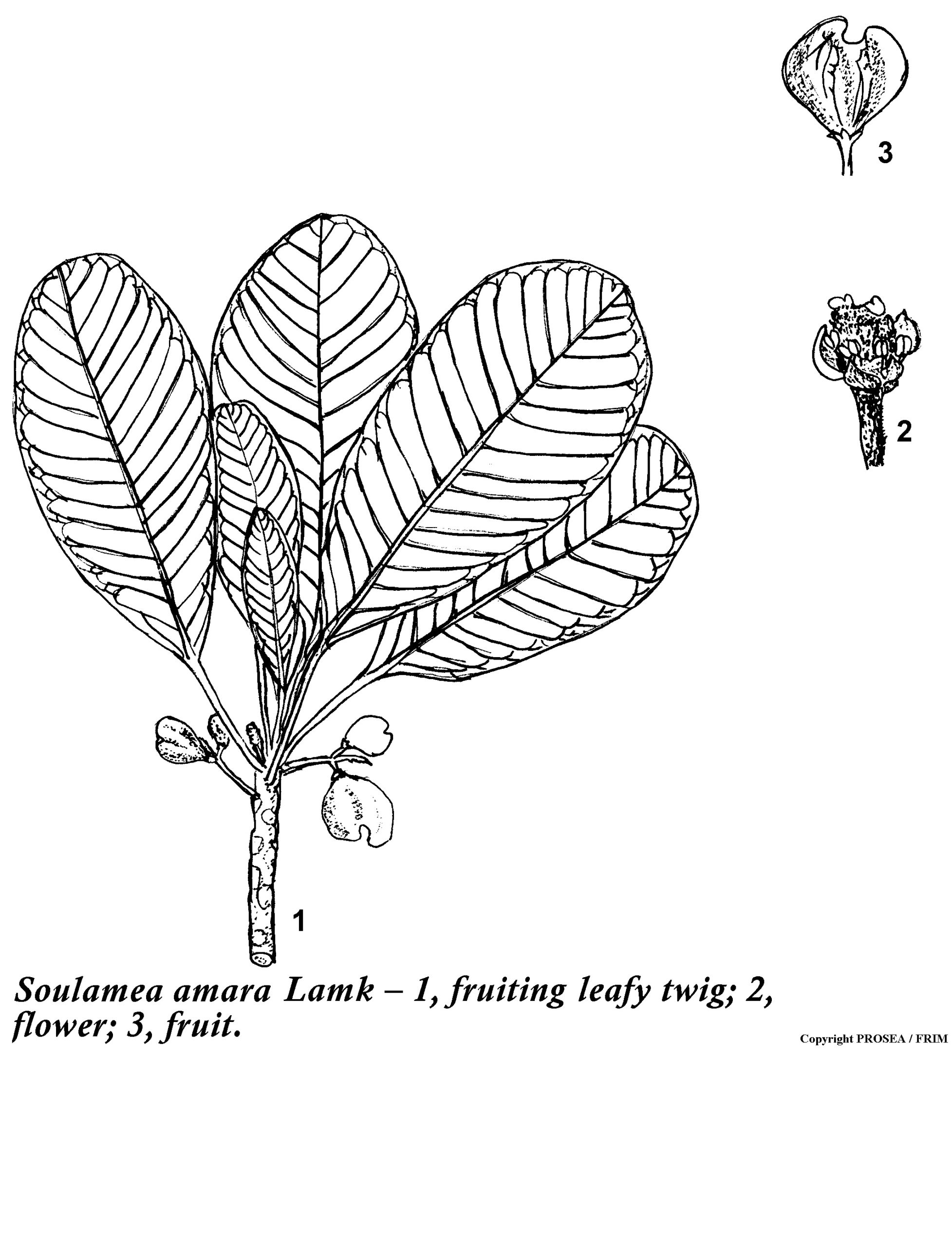 Soulamea_amara