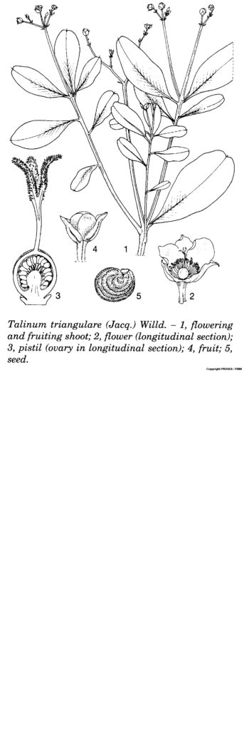 Talinum_triangulare