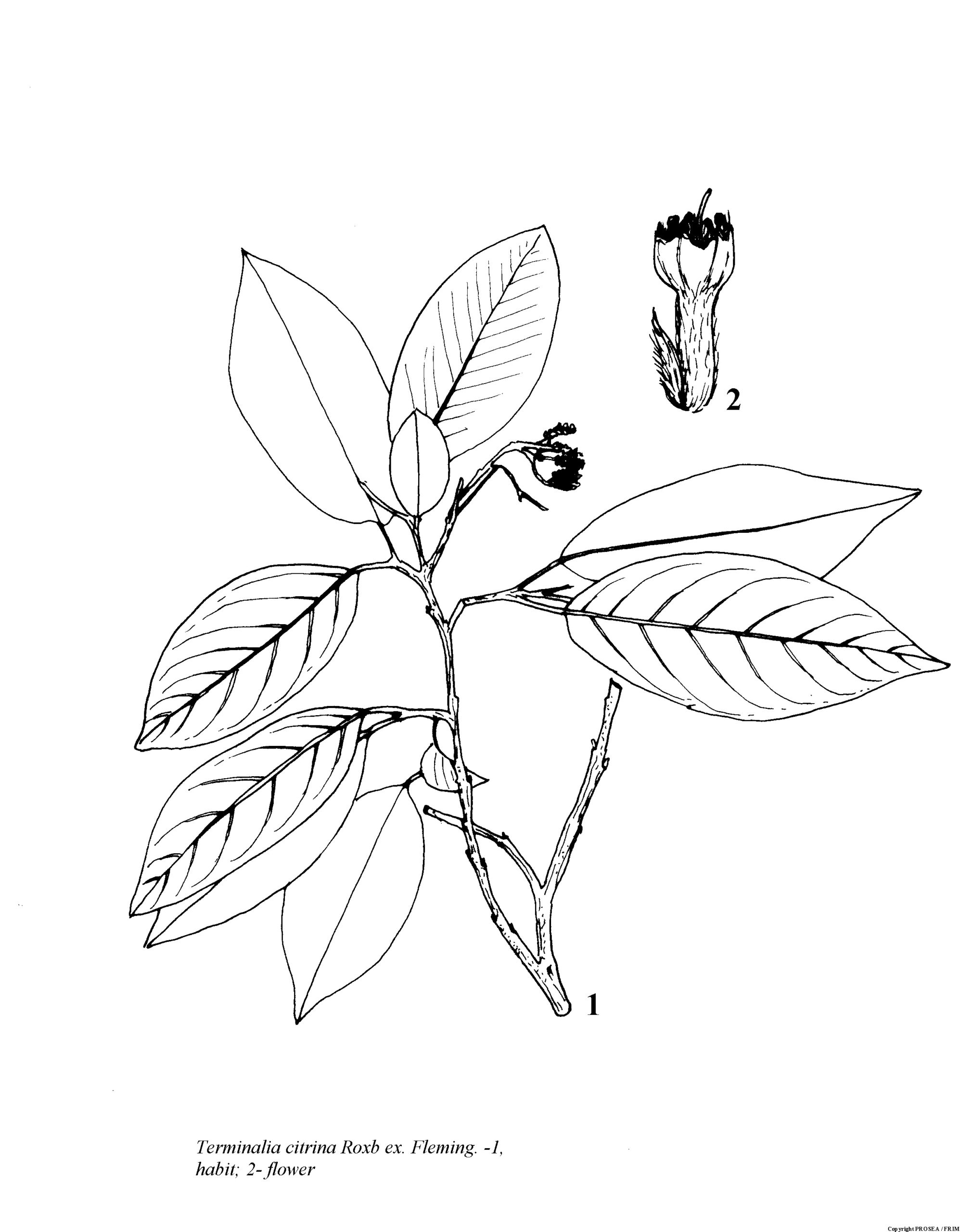 Terminalia_citrina